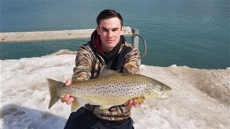 Pier fishing brown trout .